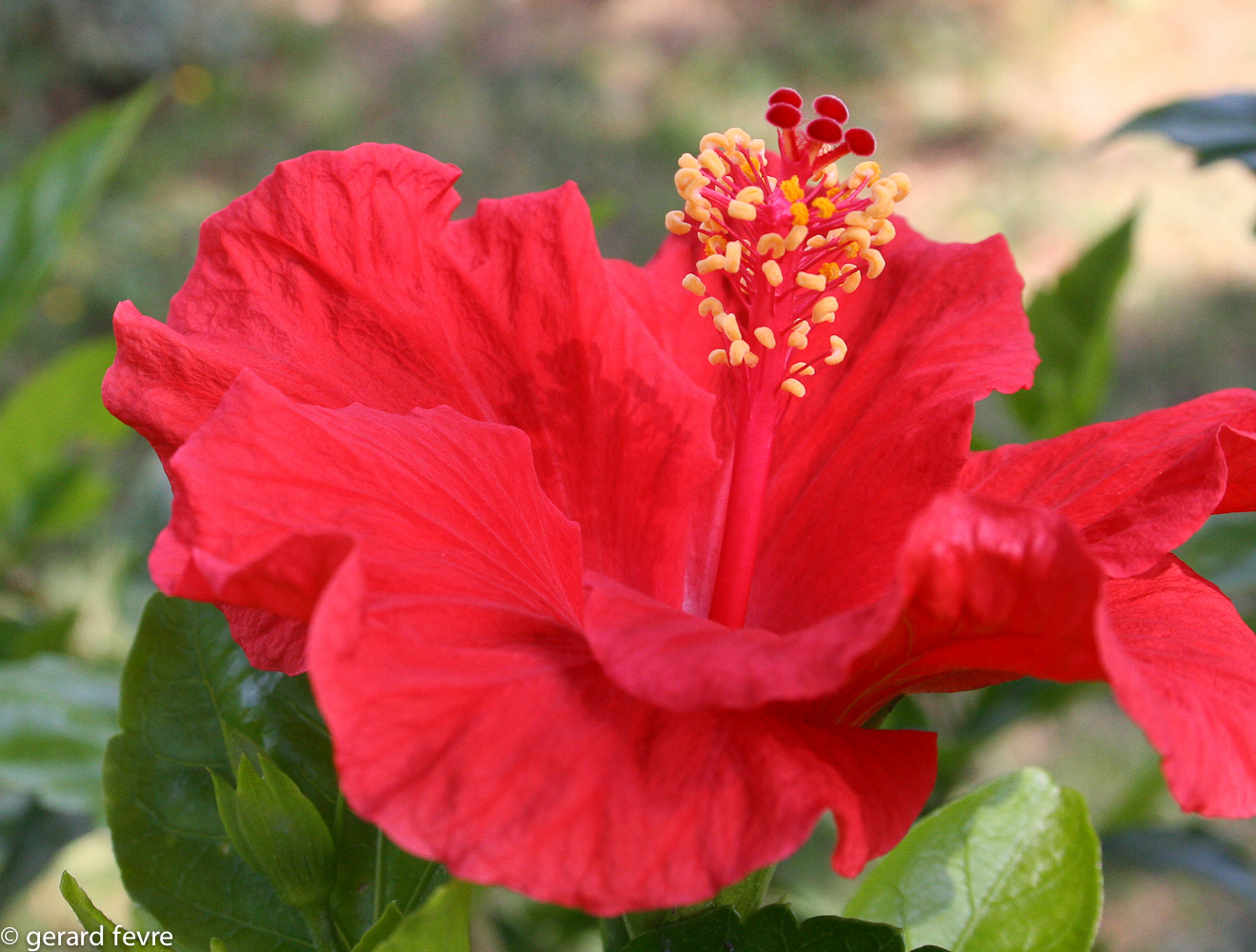 Hibiscus syriacus pour fleurir tout l'été votre jardin ...